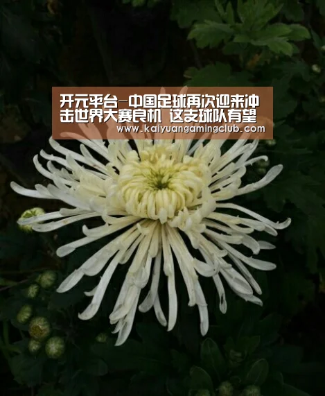 开元下载